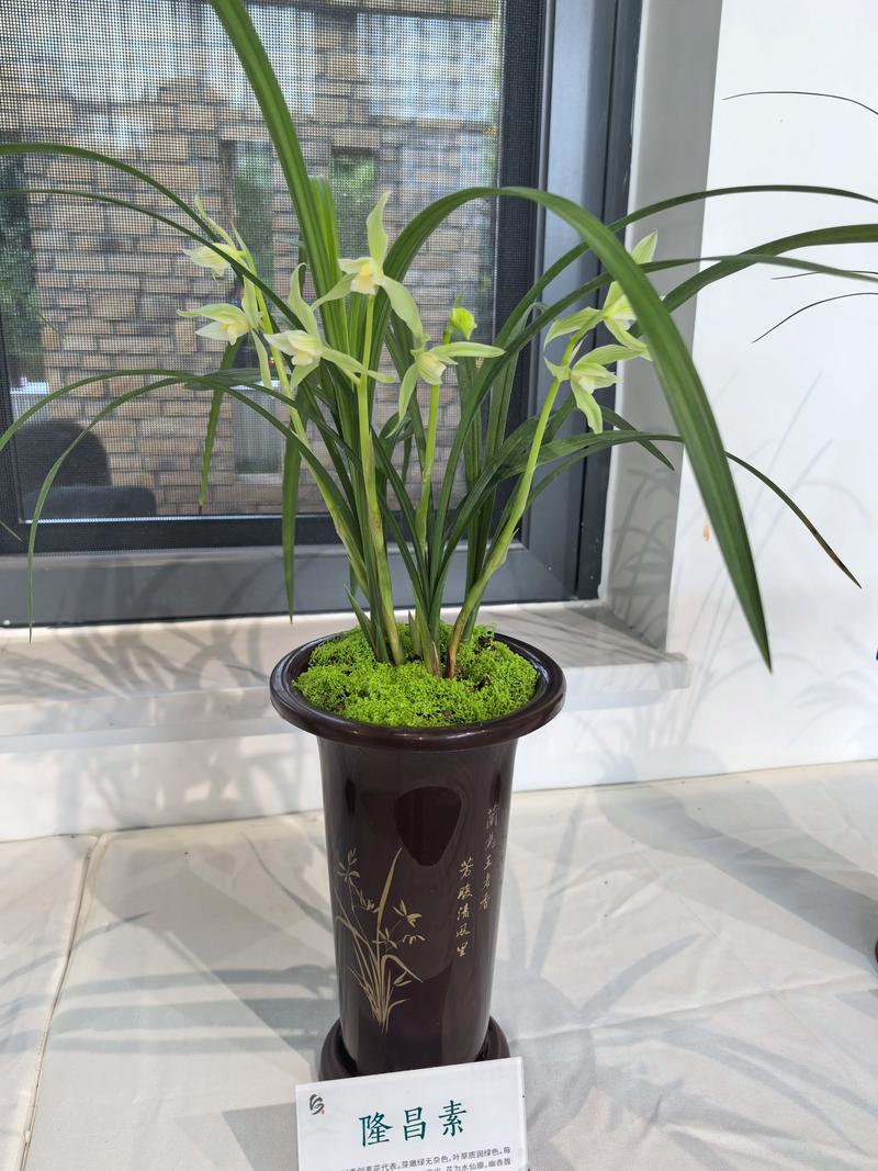 兰花有多少品种兰花草-图3 兰花有多少品种兰花草-图3