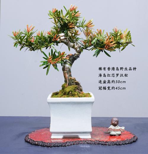 山东罗汉松哪个品种最好?-图2 山东罗汉松哪个品种最好?-图2