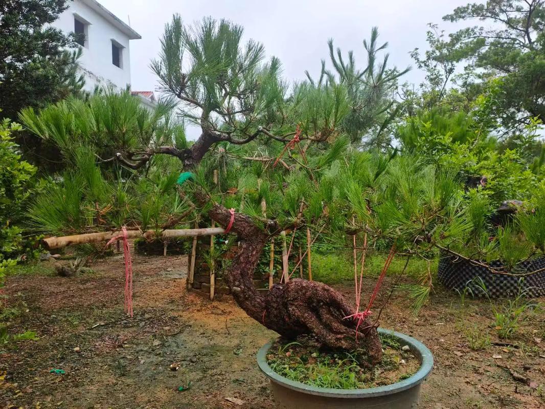 山东罗汉松哪个品种最好?-图1 山东罗汉松哪个品种最好?-图1