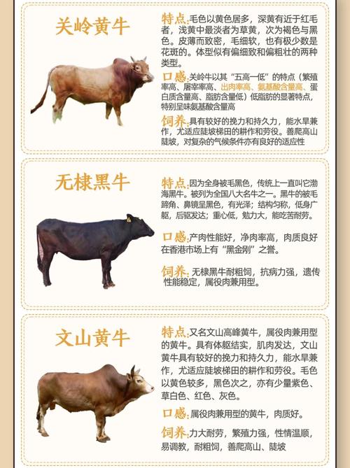 品种杂交牛放养可以吗-图3