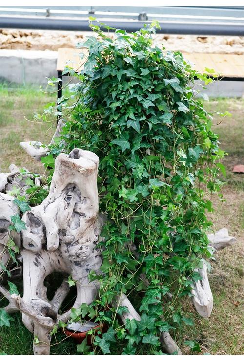 常春藤那个品种最好养-图1 常春藤那个品种最好养-图1