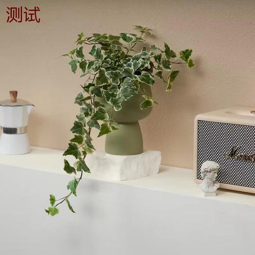 常春藤那个品种最好养-图2 常春藤那个品种最好养-图2