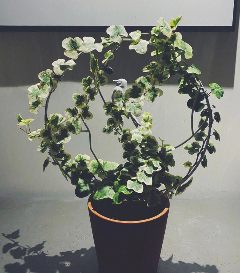 常春藤那个品种最好养-图3 常春藤那个品种最好养-图3