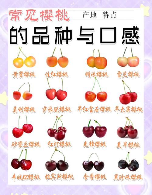 大樱桃有哪些优良品种-图1 大樱桃有哪些优良品种-图1