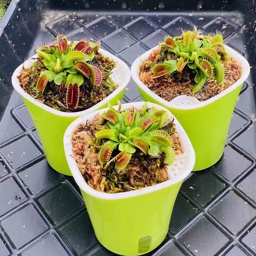 捕蝇草什么品种夹子大-图3 捕蝇草什么品种夹子大-图3