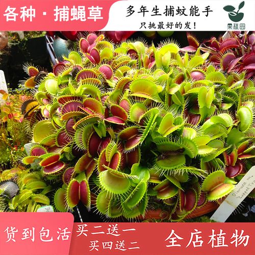 捕蝇草什么品种夹子大-图2 捕蝇草什么品种夹子大-图2