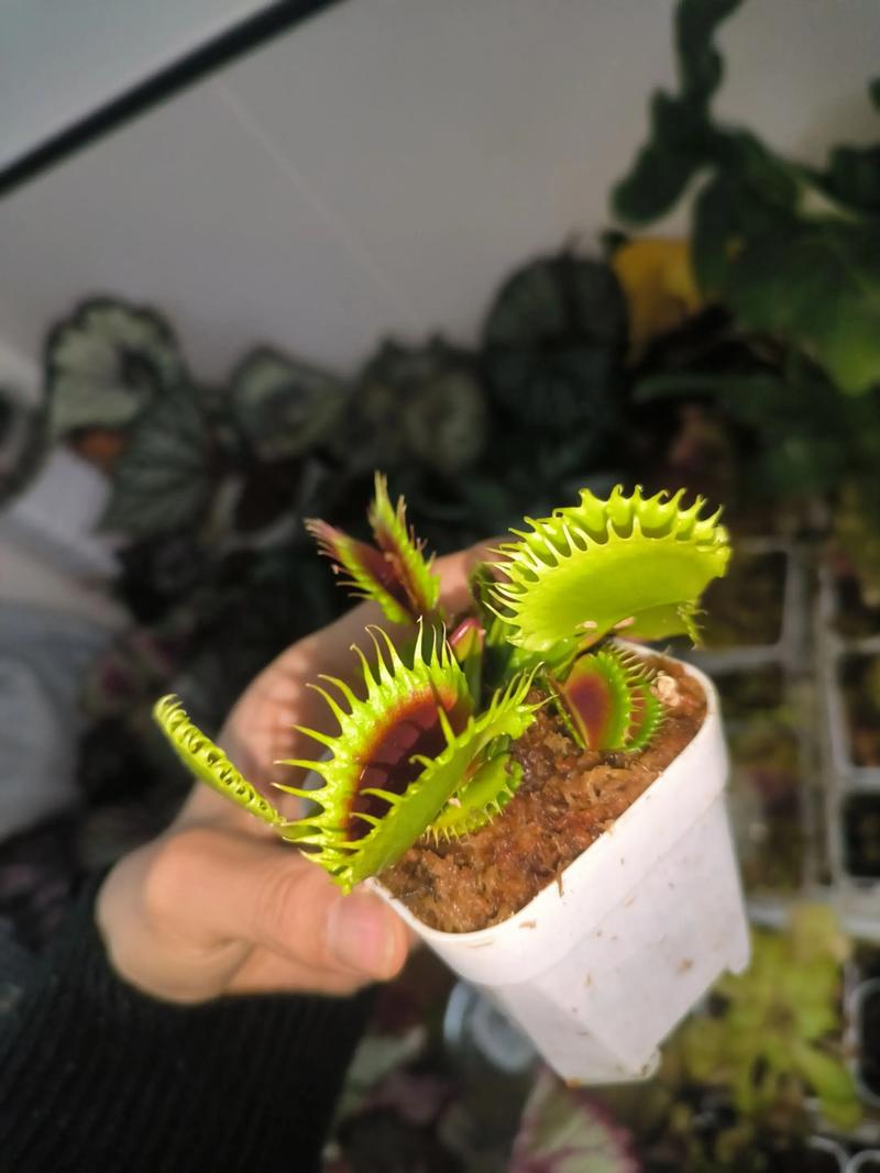 捕蝇草什么品种夹子大-图1 捕蝇草什么品种夹子大-图1