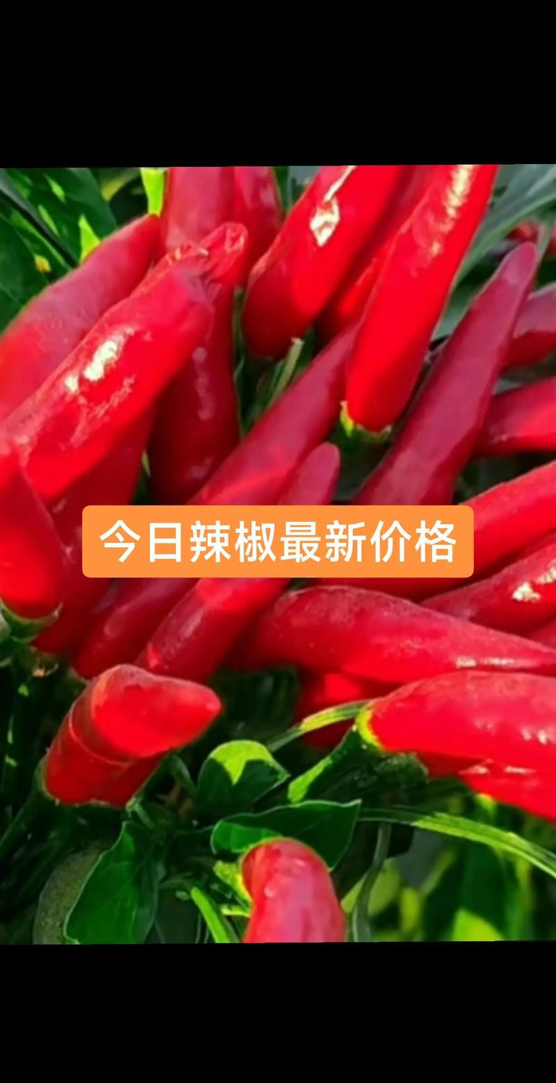 2025干辣椒行情如何?价格会涨还是跌?-图1 2025干辣椒行情如何?价格会涨还是跌?-图1