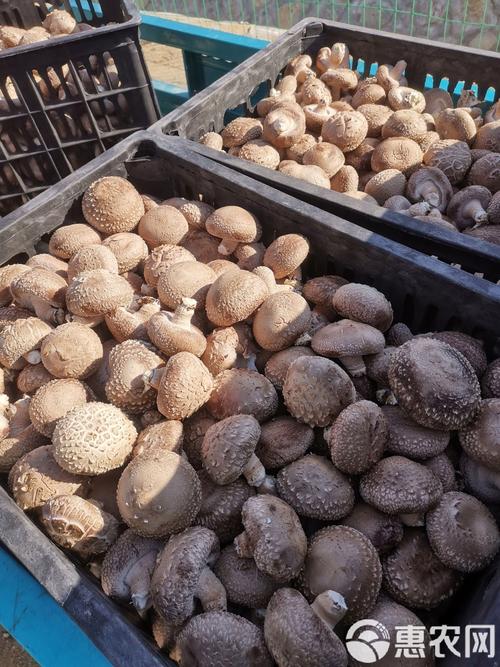 香菇哪个品种菇面硬白?-图1 香菇哪个品种菇面硬白?-图1