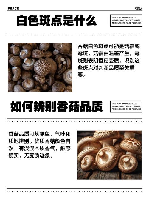 香菇哪个品种菇面硬白?-图3 香菇哪个品种菇面硬白?-图3