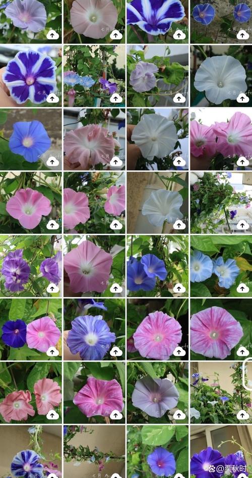 牵牛花品种怎么分好坏-图2