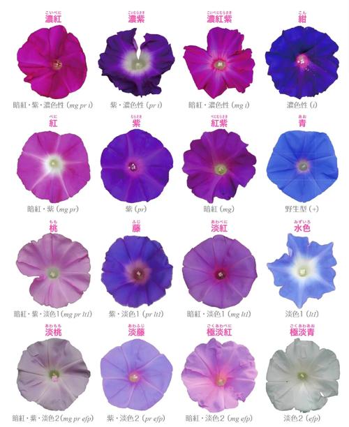 牵牛花品种怎么分好坏-图1