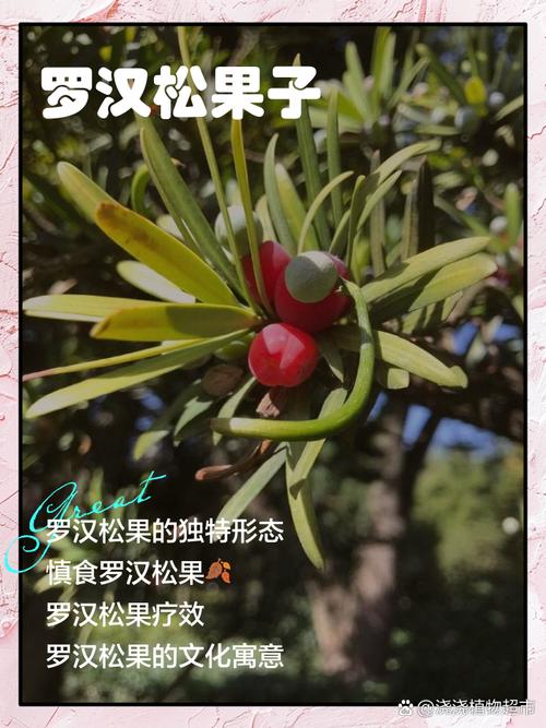 什么品种罗汉松会结果?-图1 什么品种罗汉松会结果?-图1