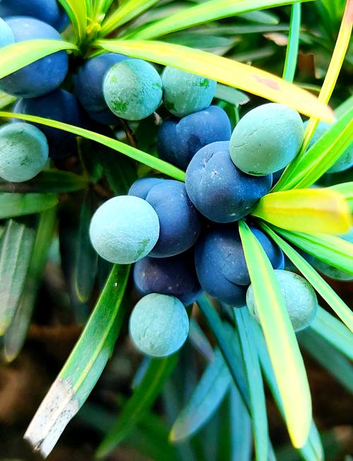 什么品种罗汉松会结果?-图2 什么品种罗汉松会结果?-图2