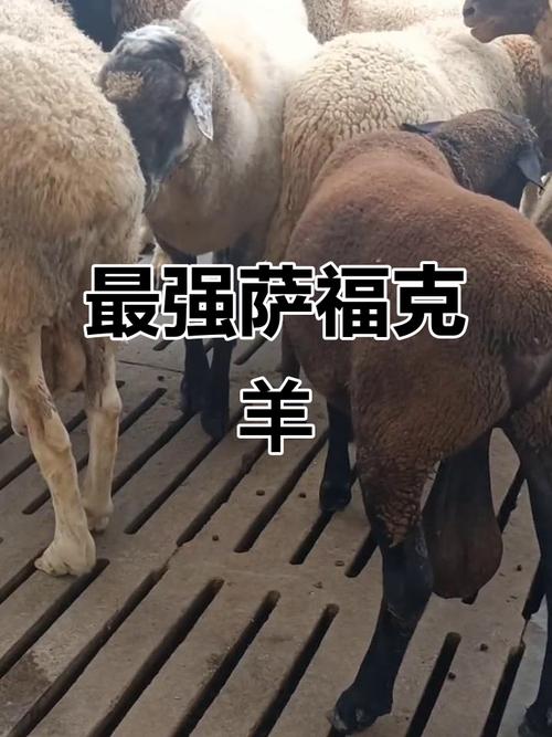 外国品种羊哪里能买到?-图1 外国品种羊哪里能买到?-图1