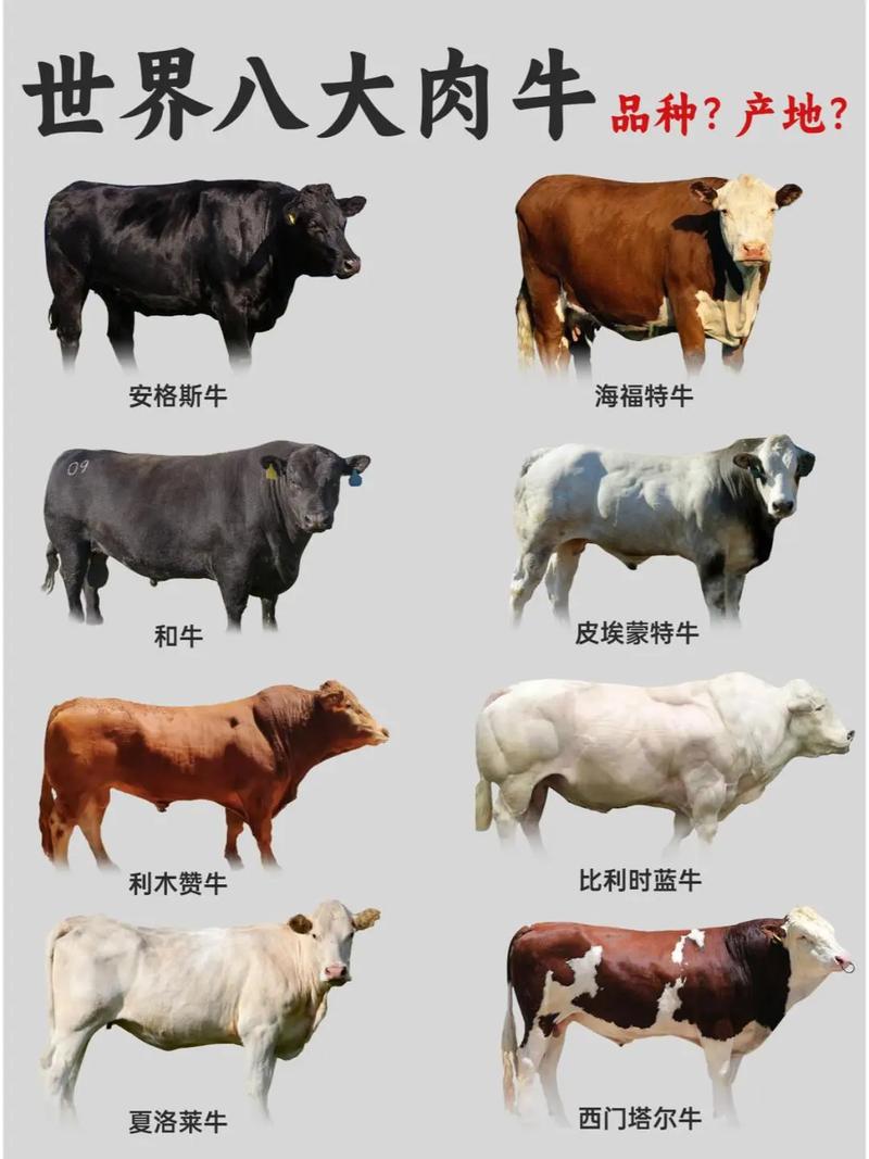 如何做好肉牛品种改良-图3