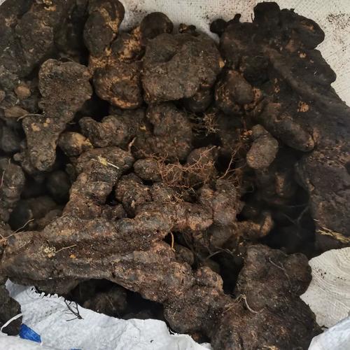 最先进猪苓种植技术有何突破?-图3 最先进猪苓种植技术有何突破?-图3