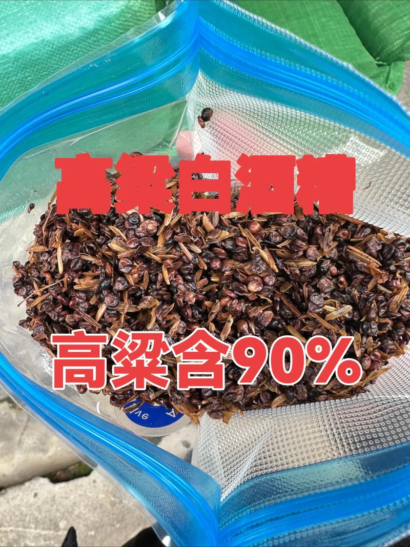 酒糟的养殖方法和技术-图2 酒糟的养殖方法和技术-图2