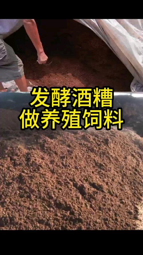 酒糟的养殖方法和技术-图1 酒糟的养殖方法和技术-图1