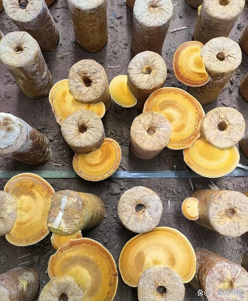 桑黄种植技术有哪些关键步骤？-图2