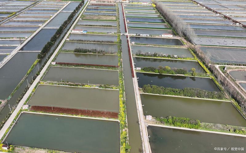 武汉美洲白虾养殖技术难点有哪些？-图3