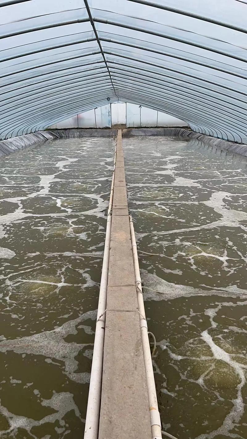 武汉美洲白虾养殖技术难点有哪些？-图2