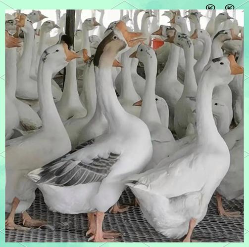 产绒最多的鹅品种视频-图3 产绒最多的鹅品种视频-图3