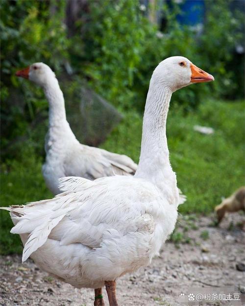 产绒最多的鹅品种视频-图2 产绒最多的鹅品种视频-图2