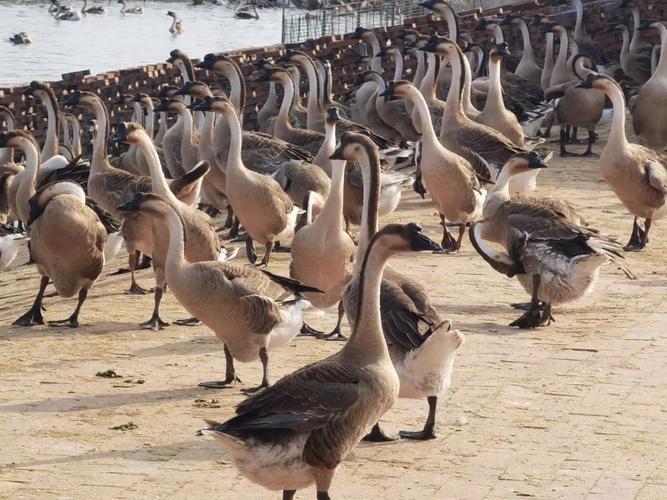 产绒最多的鹅品种视频-图1 产绒最多的鹅品种视频-图1