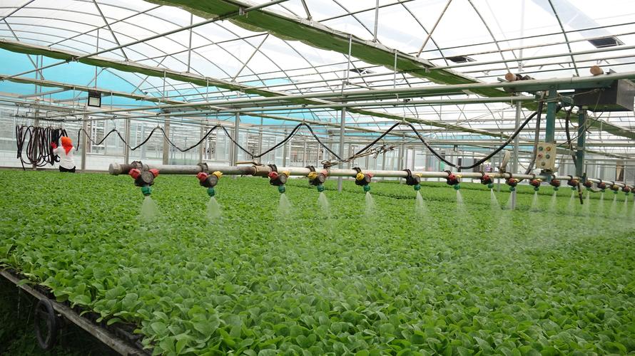 如何种好大量蔬菜?视频技术能学透吗?-图1 如何种好大量蔬菜?视频技术能学透吗?-图1