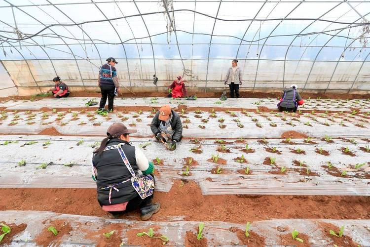 如何种好大量蔬菜?视频技术能学透吗?-图2 如何种好大量蔬菜?视频技术能学透吗?-图2