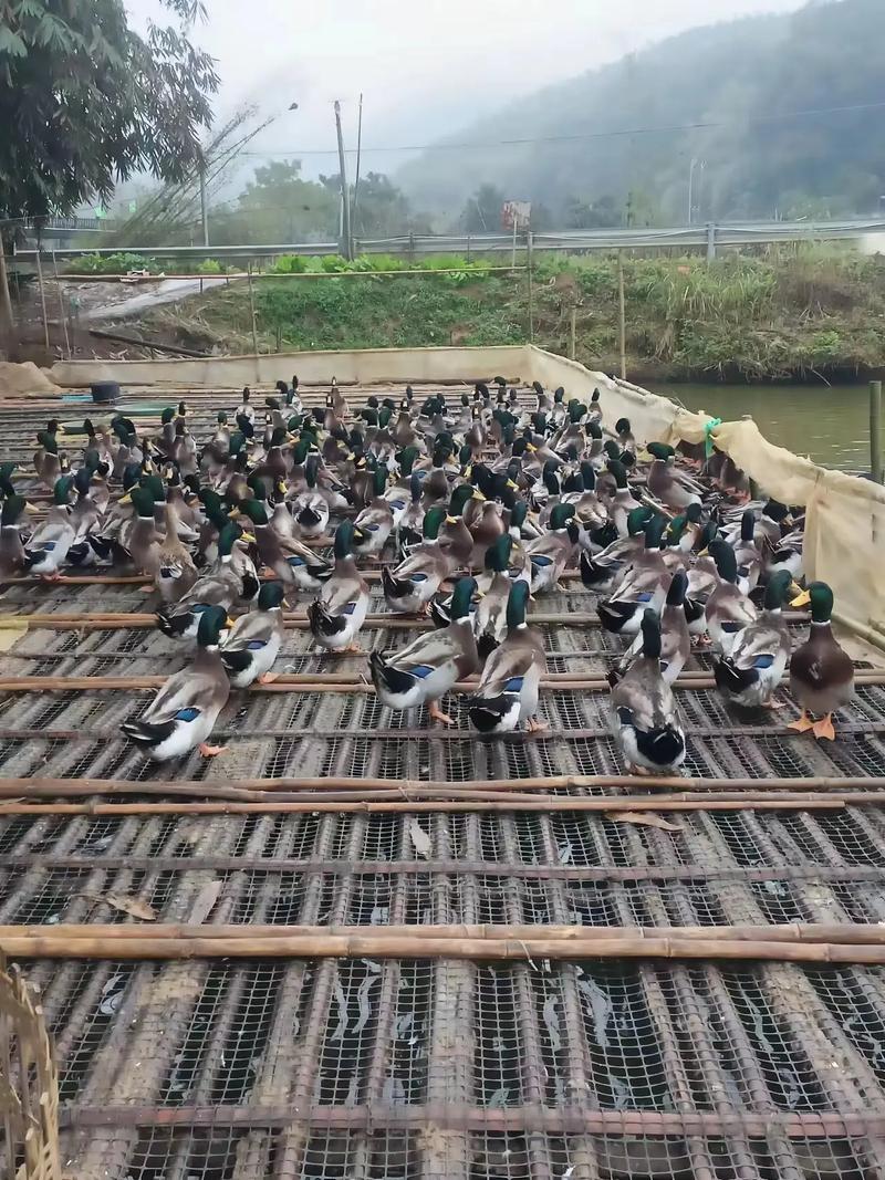 旱养肉食鸭子养殖技术-图1