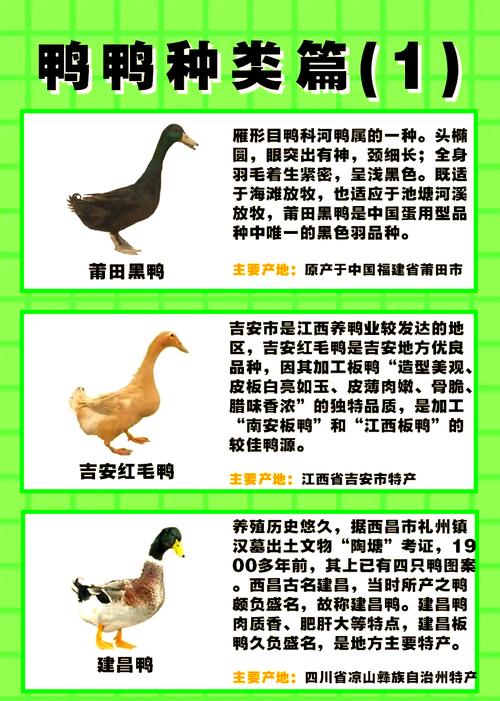 旱养肉食鸭子养殖技术-图3 旱养肉食鸭子养殖技术-图3