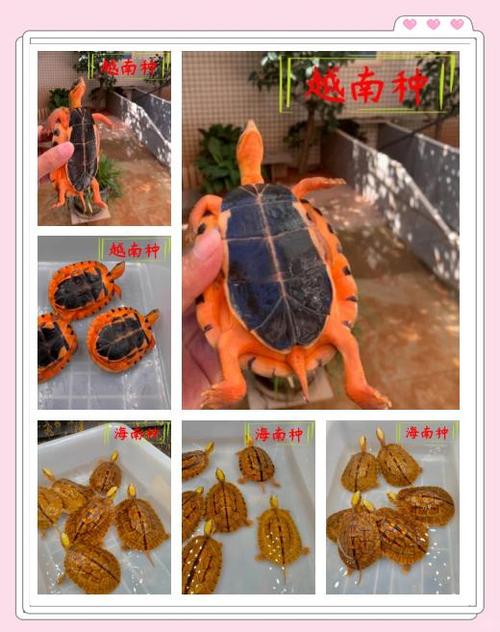 广西金钱龟具体是哪个龟种?-图1 广西金钱龟具体是哪个龟种?-图1