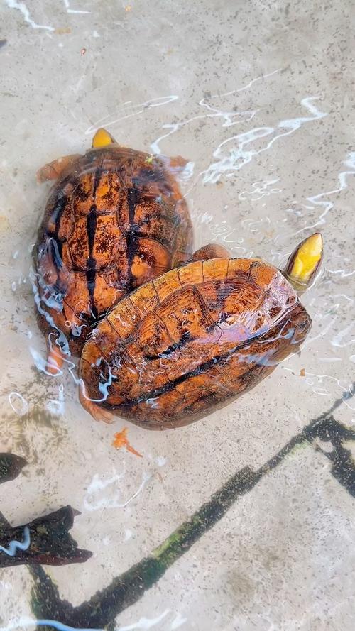 广西金钱龟具体是哪个龟种？-图2