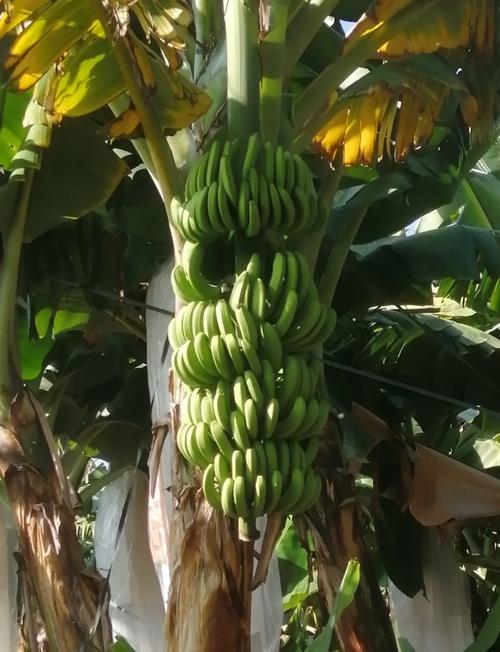 香蕉种植技术农广天地有何关键要点？-图3