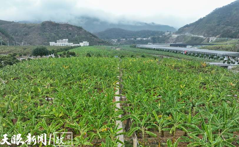 香蕉种植技术农广天地有何关键要点？-图2