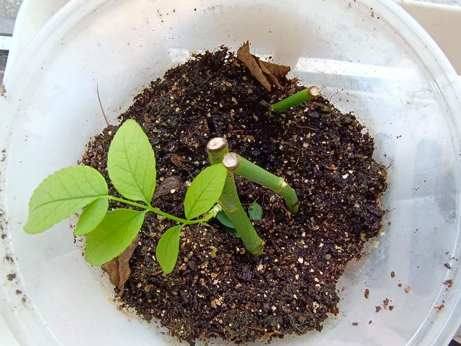 月季扦插栽培技术视频-图1