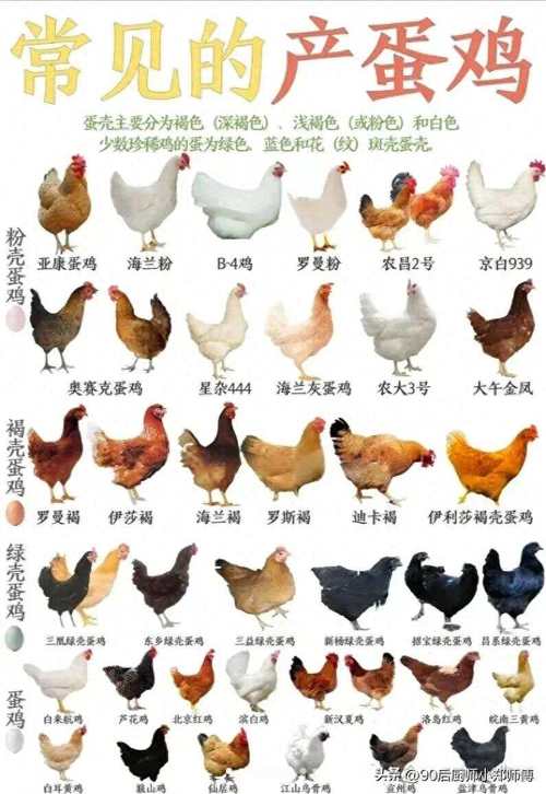 什么品种的蛋鸡产蛋多-图2 什么品种的蛋鸡产蛋多-图2