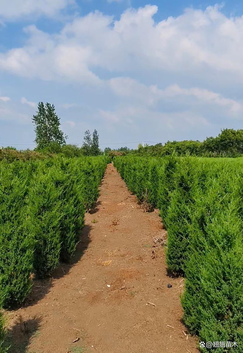 哪种柏树品种生长速度最快?-图2 哪种柏树品种生长速度最快?-图2