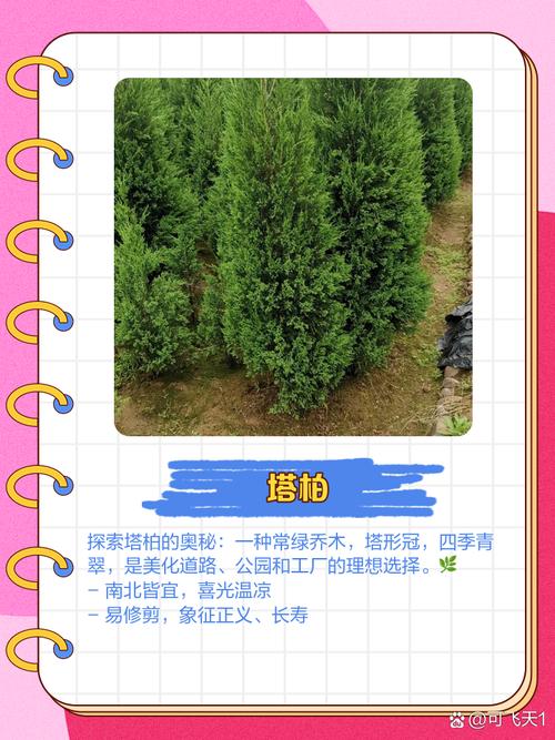 哪种柏树品种生长速度最快?-图3 哪种柏树品种生长速度最快?-图3