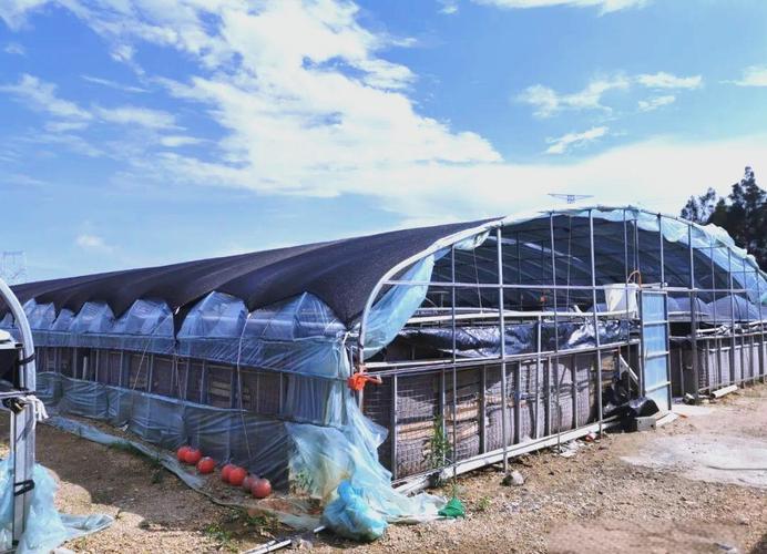 南美白对室内池养殖,技术要点有哪些?-图1 南美白对室内池养殖,技术要点有哪些?-图1