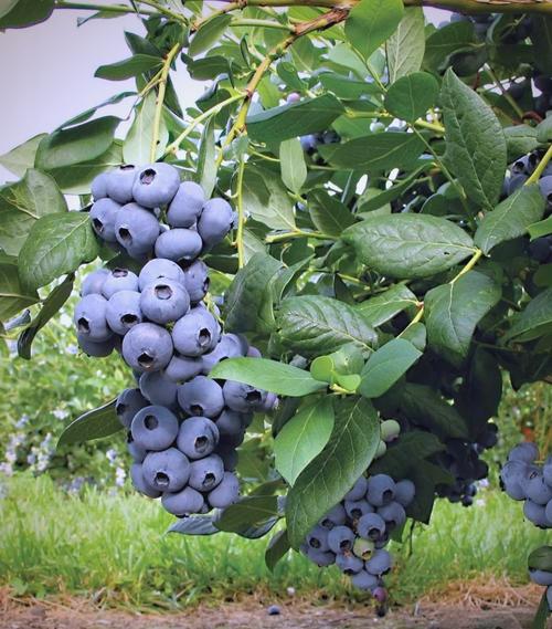 什么品种的蓝莓比较好-图3 什么品种的蓝莓比较好-图3