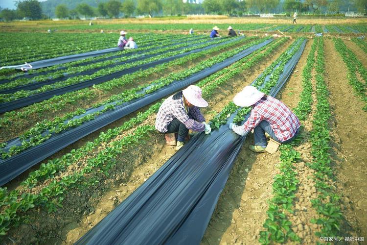 地膜覆盖豆角种植技术,如何提高产量与效益?-图1 地膜覆盖豆角种植技术,如何提高产量与效益?-图1