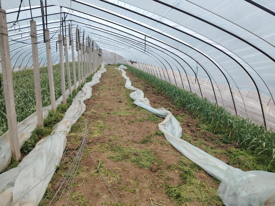 农业疏菜种植技术视频,如何快速掌握种植技巧?-图3 农业疏菜种植技术视频,如何快速掌握种植技巧?-图3