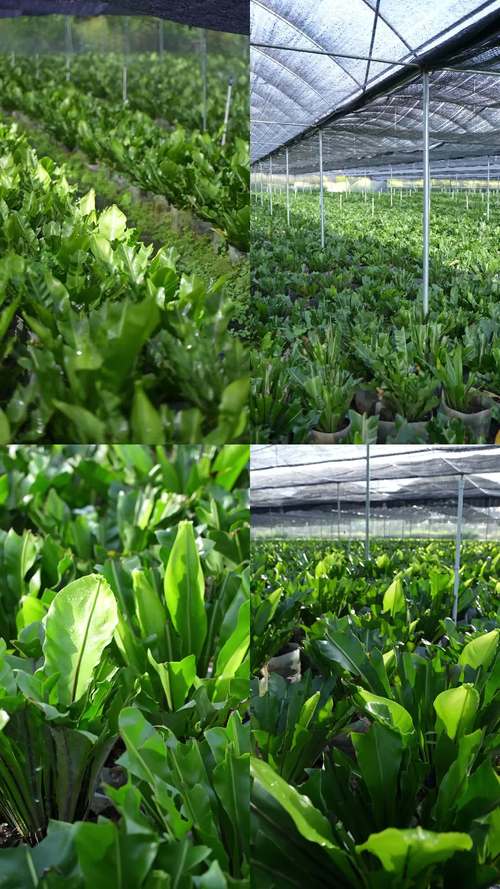 农业疏菜种植技术视频,如何快速掌握种植技巧?-图1 农业疏菜种植技术视频,如何快速掌握种植技巧?-图1