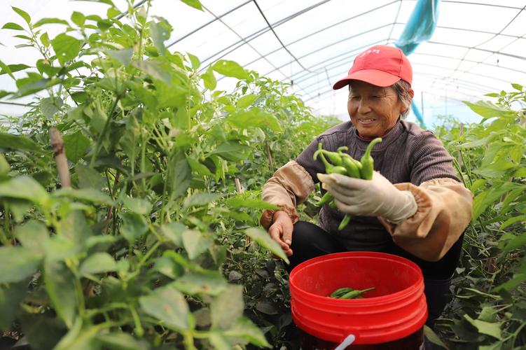 农业疏菜种植技术视频,如何快速掌握种植技巧?-图2 农业疏菜种植技术视频,如何快速掌握种植技巧?-图2