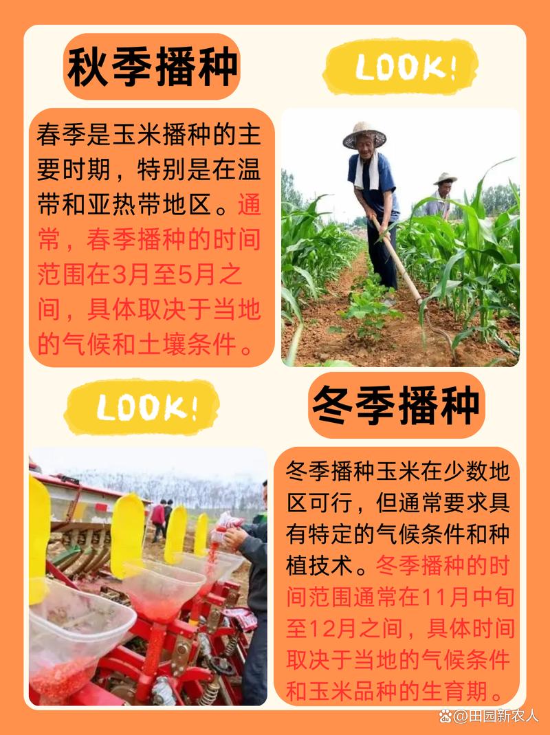 玉米高产种植有哪些关键技术要领?-图2 玉米高产种植有哪些关键技术要领?-图2