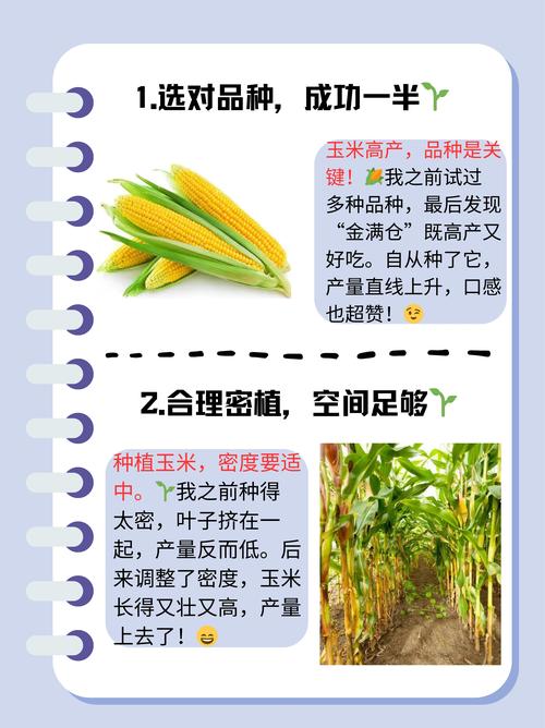 玉米高产种植有哪些关键技术要领?-图1 玉米高产种植有哪些关键技术要领?-图1