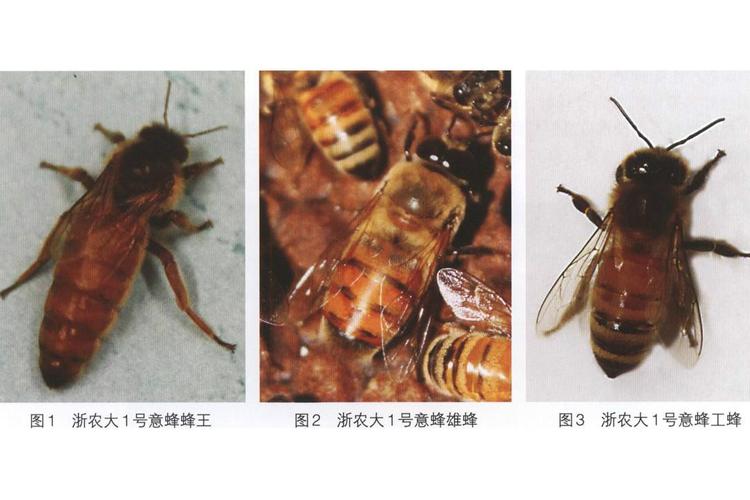 浙江种蜂场蜂王品种有哪些?-图1 浙江种蜂场蜂王品种有哪些?-图1
